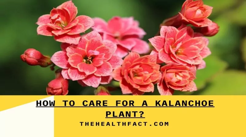 how to care for a kalanchoe plant