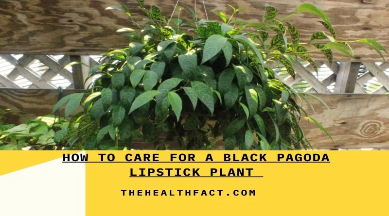 how to care for a black pagoda lipstick plant