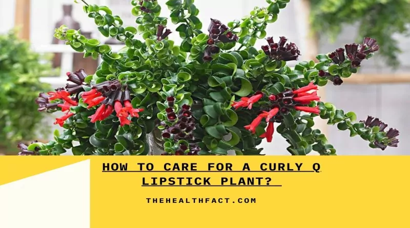 curly Q lipstick plant