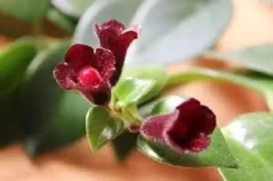 mona lisa lipstick plant
